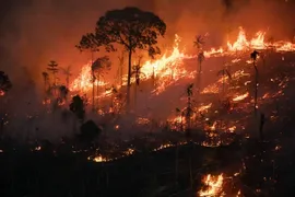 Imagem ilustrativa da imagem Amazônia bate recorde de queimadas em fevereiro