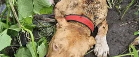 Imagem ilustrativa da imagem Homem é preso suspeito de deixar cachorro amarrado para morrer de fome