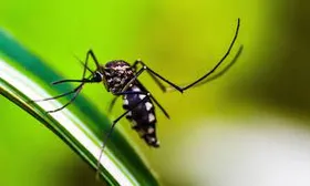 Imagem ilustrativa da imagem Com 1,8 milhão de casos, Brasil bate recorde histórico de dengue