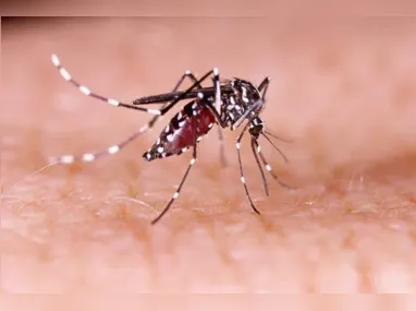 Imagem ilustrativa da imagem Primeira morte por dengue em 2024 é registrada em Goiás