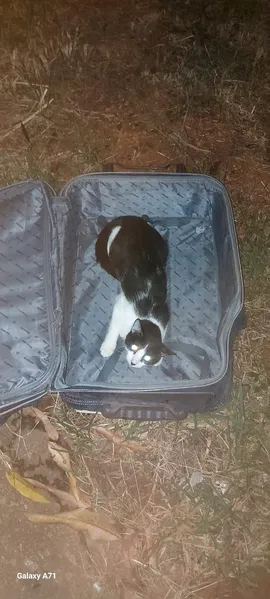 Casal abandona gatos presos em malas, um dos gatos morreu asfixiado
