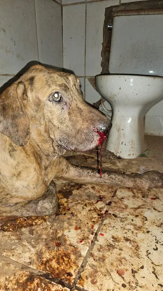 Dono de casa noturna suspeito de maus -tratos a cachorro é preso em flagrante