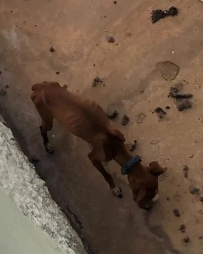 
		Cachorro em situação de maus-tratos é resgatado, em Formosa