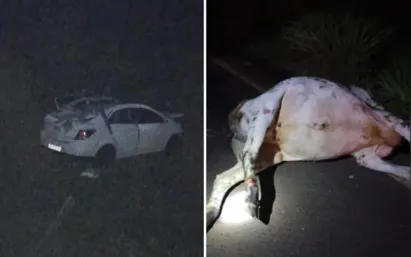 
		Carro bate contra vaca e deixa dois mortos e dois feridos na GO-302