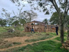 Imagem ilustrativa da imagem Suspeito de furtar gado de dois produtores rurais é preso,  em Simolândia