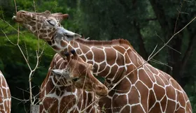 Imagem ilustrativa da imagem MPF denuncia quatro pessoas em caso de maus-tratos contra girafas no Rio