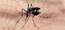 Imagem ilustrativa da imagem Pesquisa revela o motivo de algumas pessoas serem picadas por mosquito