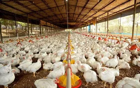 Imagem ilustrativa da imagem Ações sanitárias que impedem a gripe aviária são adotadas pelo Estado