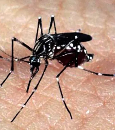 Imagem ilustrativa da imagem Pesquisa revela o motivo de algumas pessoas serem picadas por mosquito