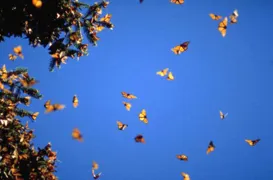 Imagem ilustrativa da imagem Caçador de borboletas