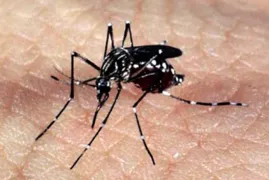 Imagem ilustrativa da imagem Combate à dengue: um dever de todos!