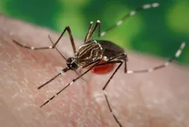 Imagem ilustrativa da imagem 5 principais dúvidas sobre o vírus Zika