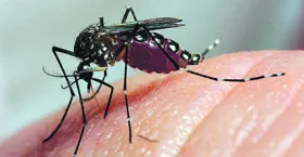 Imagem ilustrativa da imagem Primeiro caso de Zika vírus por transmissão sexual é registrado na França
