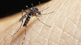 Imagem ilustrativa da imagem Primeiro caso de Zika é confirmado em gestante em Aparecida de Goiânia