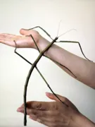Imagem ilustrativa da imagem Descoberto o inseto mais longo do mundo na China