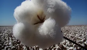 Imagem ilustrativa da imagem Preços melhores para a safra de algodão