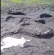 Imagem ilustrativa da imagem Vídeo mostra bois atolando em meio a jacarés mortos no Tocantins