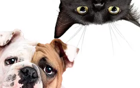 Imagem ilustrativa da imagem Cães e gatos também precisam de doações de sangue