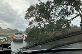 Imagem ilustrativa da imagem Chuva causa queda de árvores e complicações no trânsito da capital