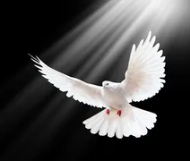 Imagem ilustrativa da imagem Dia Mundial da Paz