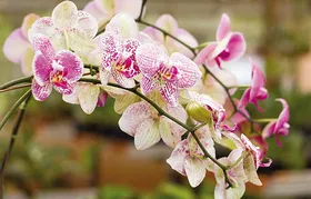 Imagem ilustrativa da imagem Shopping de Goiânia recebe exposição de orquídeas de 4 a 10 de dezembro