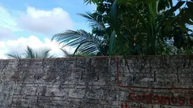 Imagem ilustrativa da imagem Menino de 8 anos é atacado por três pitbulls após pular muro para pegar coco