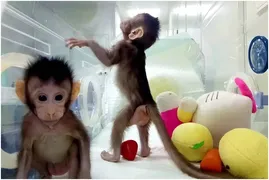 Imagem ilustrativa da imagem Nascem os primeiros primatas clonados
