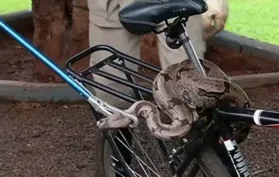 Imagem ilustrativa da imagem Cobra é encontrada enrolada em banco de bicicleta em Itumbiara