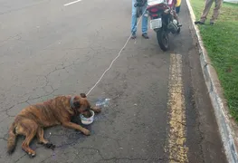 Imagem ilustrativa da imagem Homem é detido depois de amarrar e arrastar cachorro em motocicleta