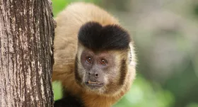 Imagem ilustrativa da imagem SMS intensifica ações de vigilância contra febre amarela após morte de macaco