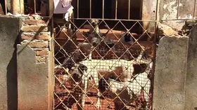 Imagem ilustrativa da imagem Pit Bulls vítimas de maus-tratos são encontrados em casa de Goiânia