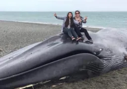 Imagem ilustrativa da imagem Mulheres tiram foto em cima de baleia morta e causam revolta