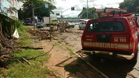 Imagem ilustrativa da imagem Árvore cai, atinge dois carros e fere senhora de 66 anos em Goiânia; veja vídeo