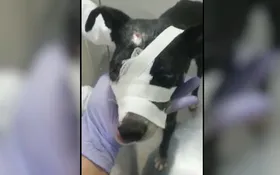 Imagem ilustrativa da imagem Aspaan pede ajuda para pagar tratamento de cadela baleada na cabeça em Anápolis