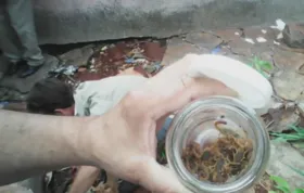 Imagem ilustrativa da imagem Mais de 70 escorpiões são encontrados em casa abandonada no Conjunto Itatiaia