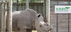 Imagem ilustrativa da imagem Morre o último rinoceronte-branco do norte macho do mundo