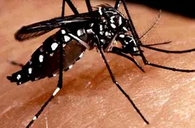 Imagem ilustrativa da imagem Surto de Dengue preocupa Prefeitura de Senador Canedo