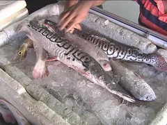 Imagem ilustrativa da imagem Preço dos pescados pode variar em mais de 200%, aponta Procon Goiânia
