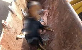 Imagem ilustrativa da imagem 35 cães são mortos por envenenamento em Santa Bárbara de Goiás