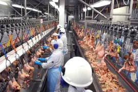 Imagem ilustrativa da imagem Com embargo à exportação de frango, BRF dará férias coletivas a 2 mil
