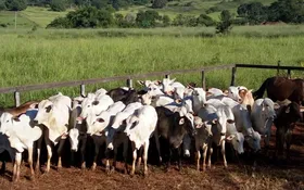 Imagem ilustrativa da imagem Grupo suspeito de furtar gado é desarticulado e polícia recupera mais de 100 animais