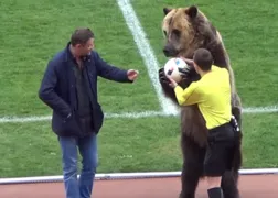 Imagem ilustrativa da imagem Urso entrega bola para juiz em partida de futebol e viraliza na Internet. Veja o vídeo: