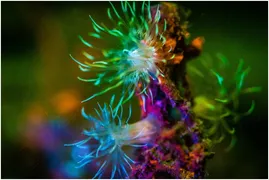 Imagem ilustrativa da imagem Oceano de neon