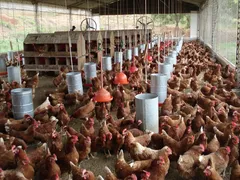 Imagem ilustrativa da imagem Granja de cidade goiana distribui 55 mil galinhas a moradores