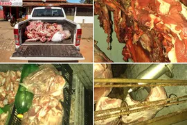 Imagem ilustrativa da imagem Mais de 1,4 tonelada de carne clandestina é apreendida em operação