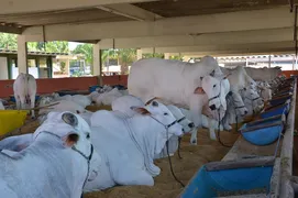 Imagem ilustrativa da imagem Devido a greve dos caminhoneiros, animais continuam na pecuária após fim da exposição