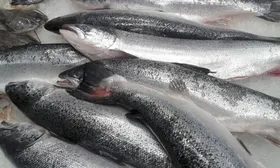 Imagem ilustrativa da imagem União Europeia suspende importação de pescado do Brasil