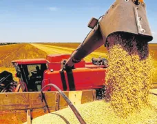 Imagem ilustrativa da imagem IBGE prevê aumento de 2,2% na produção de soja em Goiás