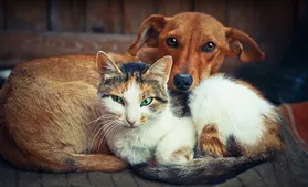 Imagem ilustrativa da imagem Câmara define que sacrifício de cães e gatos será proibido, em Goiânia