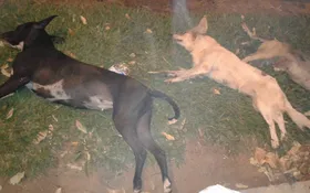 Imagem ilustrativa da imagem Cães são encontrados mortos no meio de uma praça em Sanclerlândia